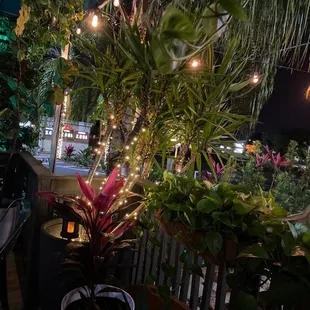 a patio with plants and lights