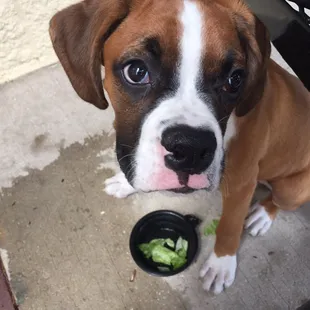 Love taking our puppies to this location. Puppies get water and their own sandwich. They love it almost as much as we do!