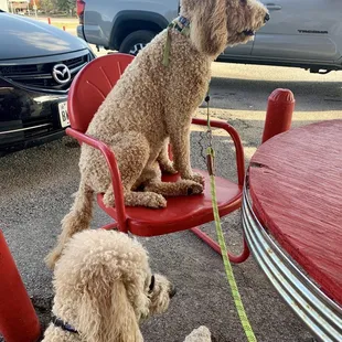 two dogs sitting on a red chair