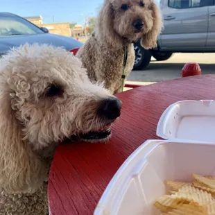 a poodle and a plate of chips