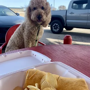 a dog sitting at a table with chips