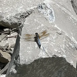 Dragonflies galore!!!