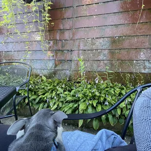 Dog friendly patio