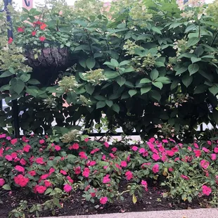 Flowers on patio