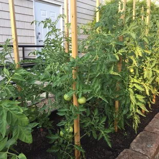 Those green tomatoes might be in your tomato sauce by next week!