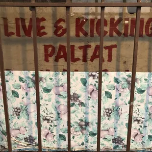 Live &amp; Kicking PALTAT (cat fish) sold here *9/23/2020