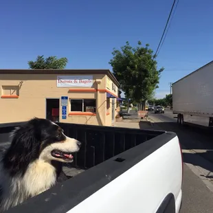 a dog in the bed of a truck