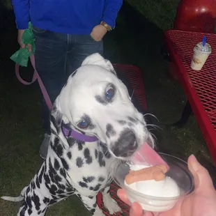 Pup cup