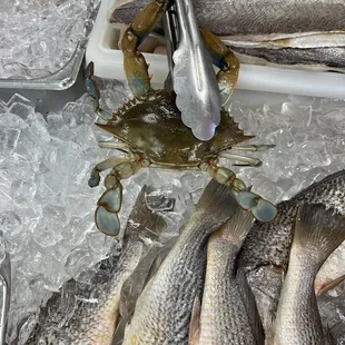 What they are trying to pass off as Maryland crabs