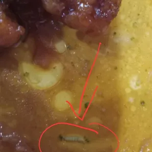 Maggots in rice? 
 BEWARE