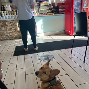 Jitters is dog friendly!