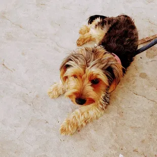 a dog laying on the ground