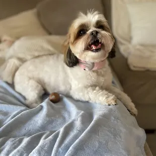 Happy after her grooming.