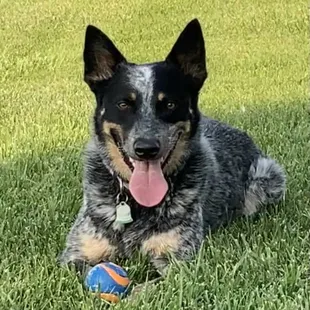 De-shedding services