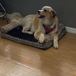 Plenty of places for dogs to relax