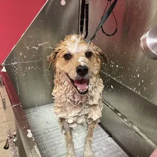 Premium shampoos and conditioners