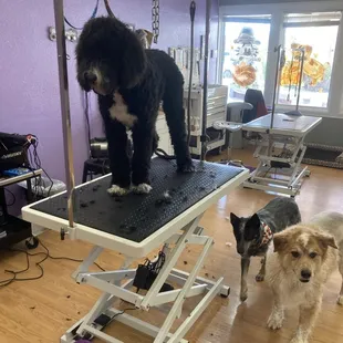 Rooney the very good puppy.