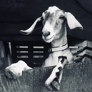 a black and white photo of a goat