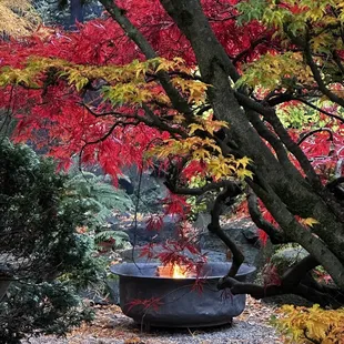 a fire pit in a garden