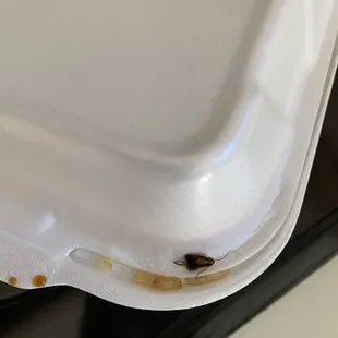 Roach from a takeout order, earlier today.