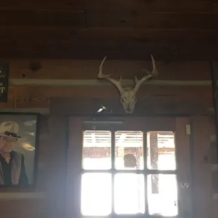 a deer skull mounted on the wall
