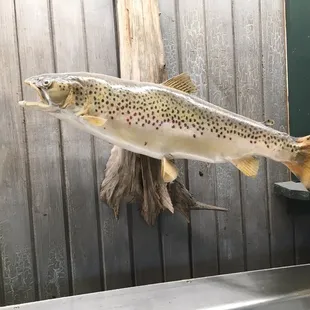 Brown Trout