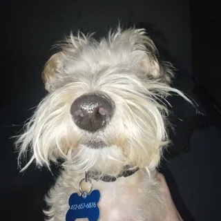 Gino B.