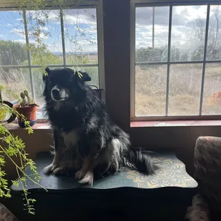 You can't see much of my game table but it is perfect under my living room window and Lilly sits here everyday.