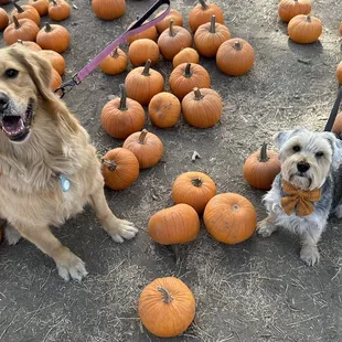 They allow dogs on leash! Thank you. Our dogs had a great time.