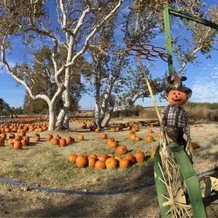 Pumpkin patch