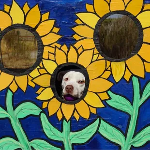 Truman pretend to be a sunflower