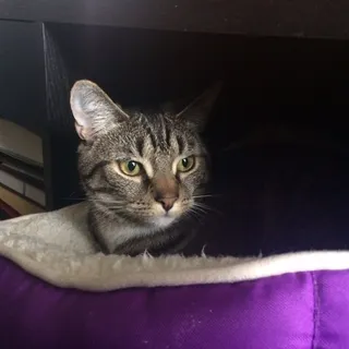 Nikki J.