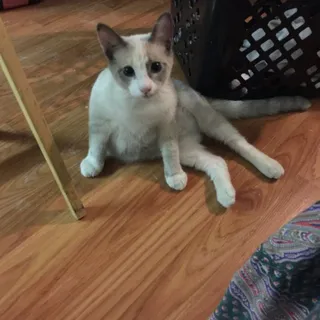 Jo C.