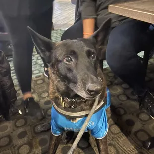 Registered service dog -  Diesel