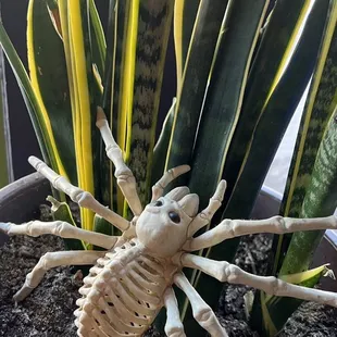 amigo