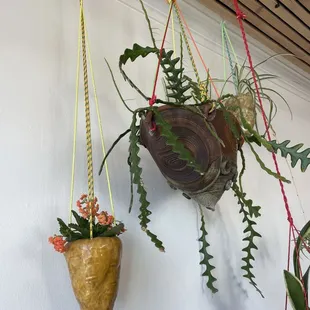 Hanging plants set the atmosphere