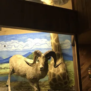 a giraffe and a ram