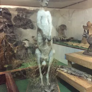 What color are the kangaroo's eyes?