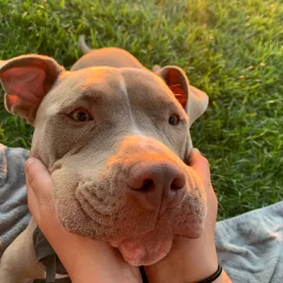 a person holding a dog