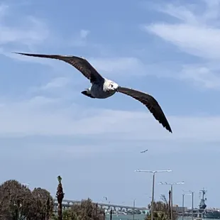 Sea Gull flying by looking for French fries