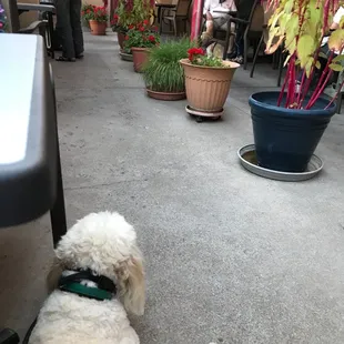 Fur balls on the patio