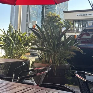 Birds of Paradise blooming around the outside seating area. So nice.