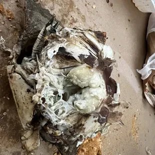 the remains of a dead fish