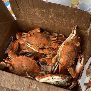 1/2 Bushel (3 Dozen) Large Crabs