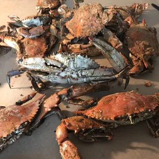 oysters and mussels, food