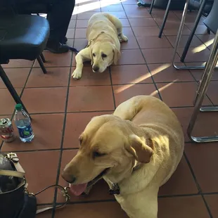 Joes is such a friendly place for us and our PETS!!!