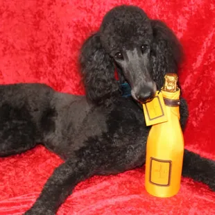 The best for the best