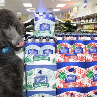 Never let the dog drink beer