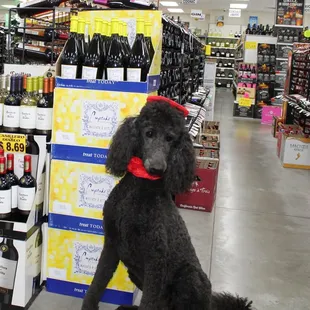 Wine for every taste and budget