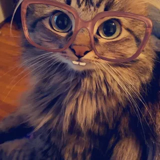 Yo M.